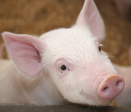Brachyspira hampsonii is a novel strain of bacteria that causes illness in young piglets. iStockphoto.com.