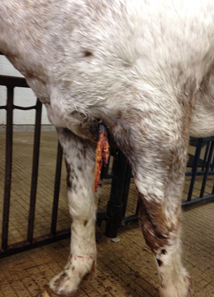 Tuffy's owner found him in her neighbour's pasture with a two-foot stick lodged in his chest cavity. Submitted photo. Tuffy was found in a neighbour's pasture with a two-foot stick lodged in his chest cavity. Submitted photo.