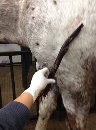 After the stick was removed from Tuffy's chest, the gelding began to fail. Submitted photo.