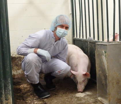 Veterinary student Steve VanRavenstein, in biosecure gear, with one of the pigs involved in the Brachyspira study. Photo: Roman Nosach.