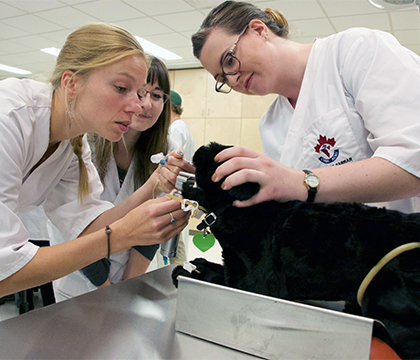 Third-year veterinary medicine students practice clinical skills on a model cat in the new BJ Hughes Centre for Clinical Learning. Photo by WCVM Today.