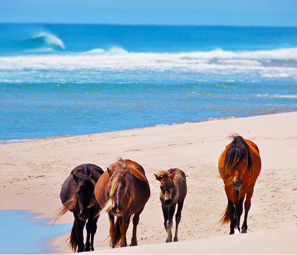 A family of wild horses walk the beach of Sable Island.