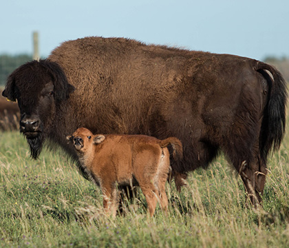 A bison calf with its mother. Photo by Caitlin Taylor.