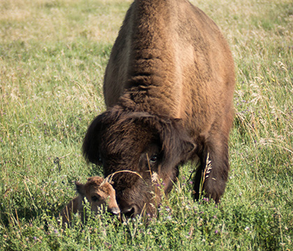 A bison cow nudges her newborn calf. Photo by Caitlin Taylor. 