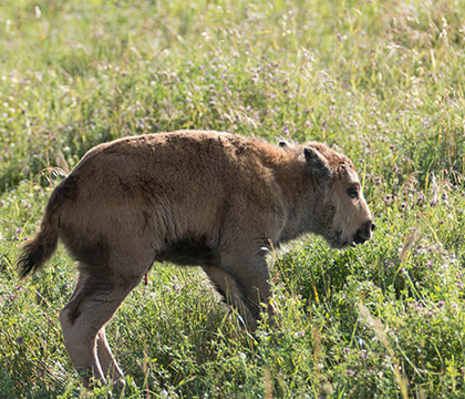 A baby bison calf born July 14, 2016 at the Native Hoofstock Centre takes its first steps. Photo by Caitlin Taylor. 