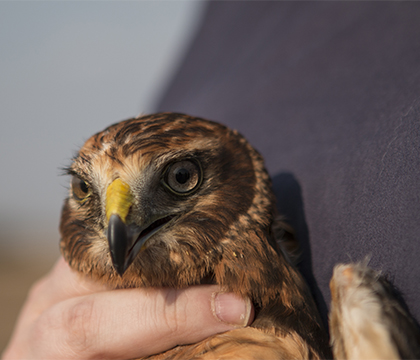 Bolt up close. Photo by Caitlin Taylor. 