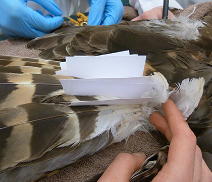 A close-up taken during Bolt's tail feather transplant. Photo courtesy of Dr. Miranda Sadar. 