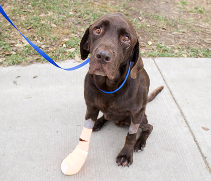 Bruno's front paws are still healing. Photo by WCVM Today. 