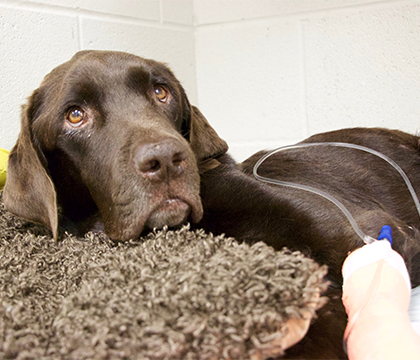 Bruno in intensive care after he was admitted to the Veterinary Medical Centre. Photo by WCVM Today. 