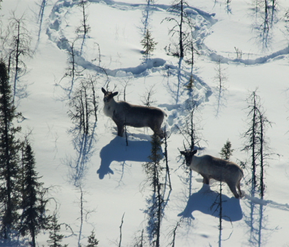 A view of the caribou from a helicopter. Photo courtesy Philip McLoughlin.
