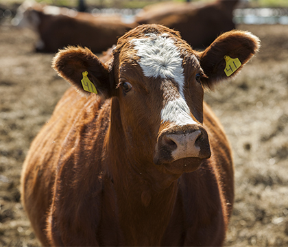 Preg-checking cattle could unlock profit for producers.