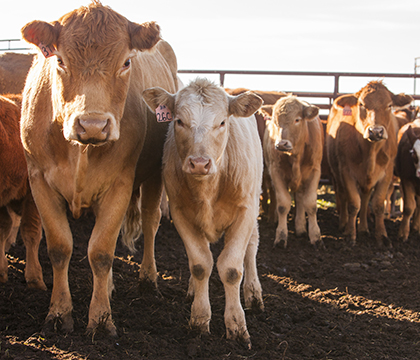 Research into the effects of ergot on beef cattle may help protect producers against losses. Photo by Christina Weese.