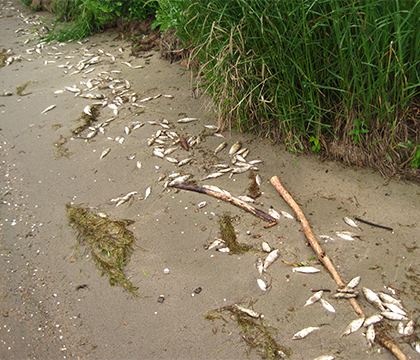 Scientists took action after hundreds of fish washed up on the shores of Buffalo Pound lake.