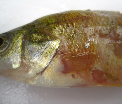 A fish with lesions. Photo courtesy Dr. Trent Bollinger.