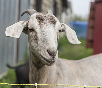 Learn more about goat and sheep health with a workshop at the WCVM April 29.