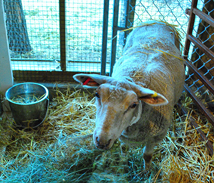 Sheep were brought into stalls so that a catheter could be placed, allowing blood samples to be taken. Each week, the sheep were given a dose of ergot and blood samples taken during the following 12 hours. Photo by Jair Gobbett.