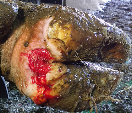 This foot is showing a classic more advanced stage of digital dermatitis in a dairy cow. Here it has been cleaned up to take a biopsy of the lesion to be able to identify the bacteria that are present in it. Photo by Larissa Goldsmith. 