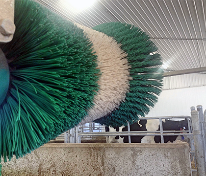 WCVM researchers are studying whether dairy cows' use of automatic brushes can indicate potential health issues. Photo: Deanna Larsen.