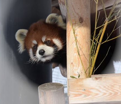 Phoenix the red panda recently visited the WCVM. Photo courtesy City of Saskatoon.