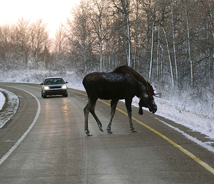 Moose can pose a hazard for drivers on Saskatchewan's rural roads. Photo courtesy U of S Communications. 