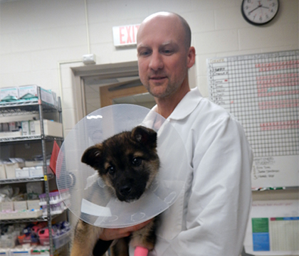 The recovering puppy with small animal surgeon Dr. Curtis Cathcart.  Photo by WCVM Today.