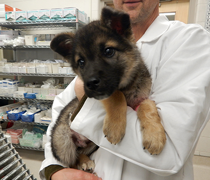 This puppy had a speedy recovery thanks to support from the Good Samaritan Fund. Photo by WCVM Today. 
