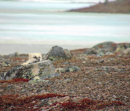 A small fox hides behind a rock. Photo by Keaton Schmidt. 