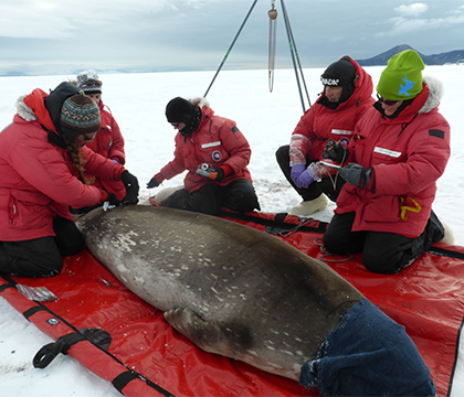 The team works on a seal. Photo courtesy Gregg Adams. 
