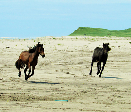 Feral horses run freely on the beaches of Sable Island. Photo by Amber Backwell. 