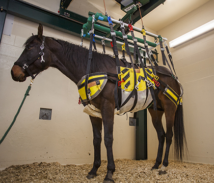 The equine lift in use. This lift holds the potential to help horses recover more easily from injuries. Photo by Christina Weese.
