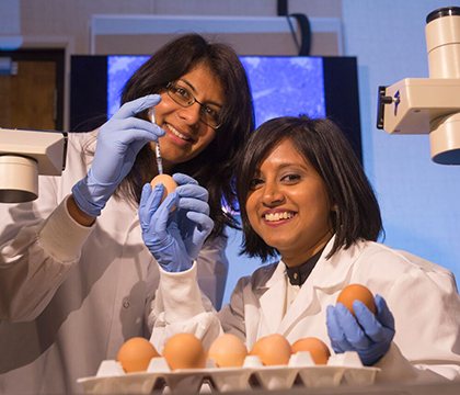 Thushari Gunawardana (left) and Kalhari Goonewardene (right) injecting eggs with a new molecule to boost disease-immunity in baby chicks. Photo by David Stobbe for the University of Saskatchewan.
