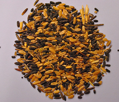 A grain sample contaminated with ergot sclerotia. The Claviceps fungus infects growing cereal grains during the flowering stage and replace the grain kernel with the black sclerotia containing ergot toxins. The sclerotia are then harvested along with the grain. Photo by Jair Gobbett.