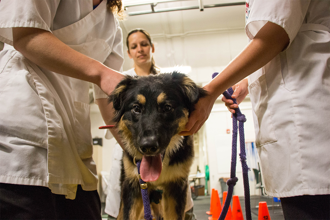 The WCVM rehabilitation team works with Sharley after her surgery. Photo: Caitlin Taylor.