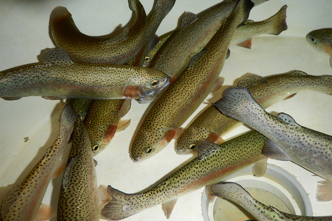 Researchers are trying a new imaging technique on rainbow trout. Photo by Paige Borrett.