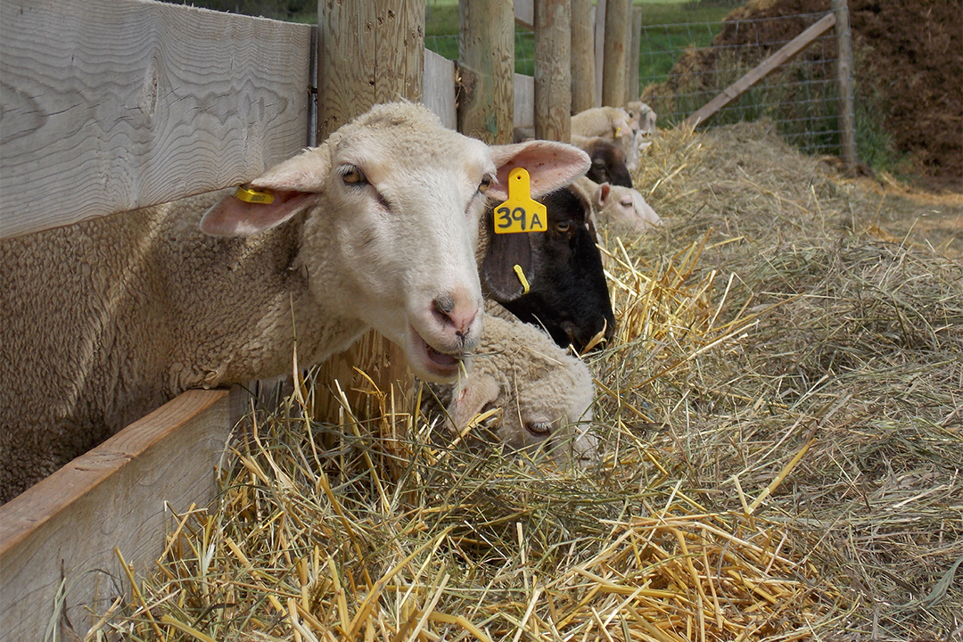 Commonly used dewormers are becoming less effective for use on sheep. Photo by Kim Fillmore.