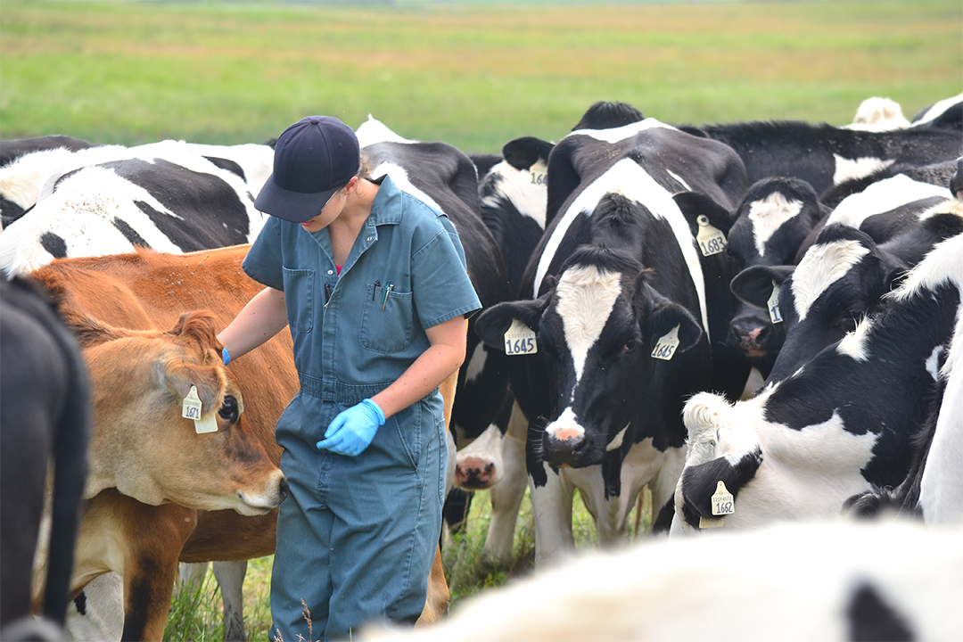 Haley Scott works with dairy cattle in the field. Photo by Traci Henderson.