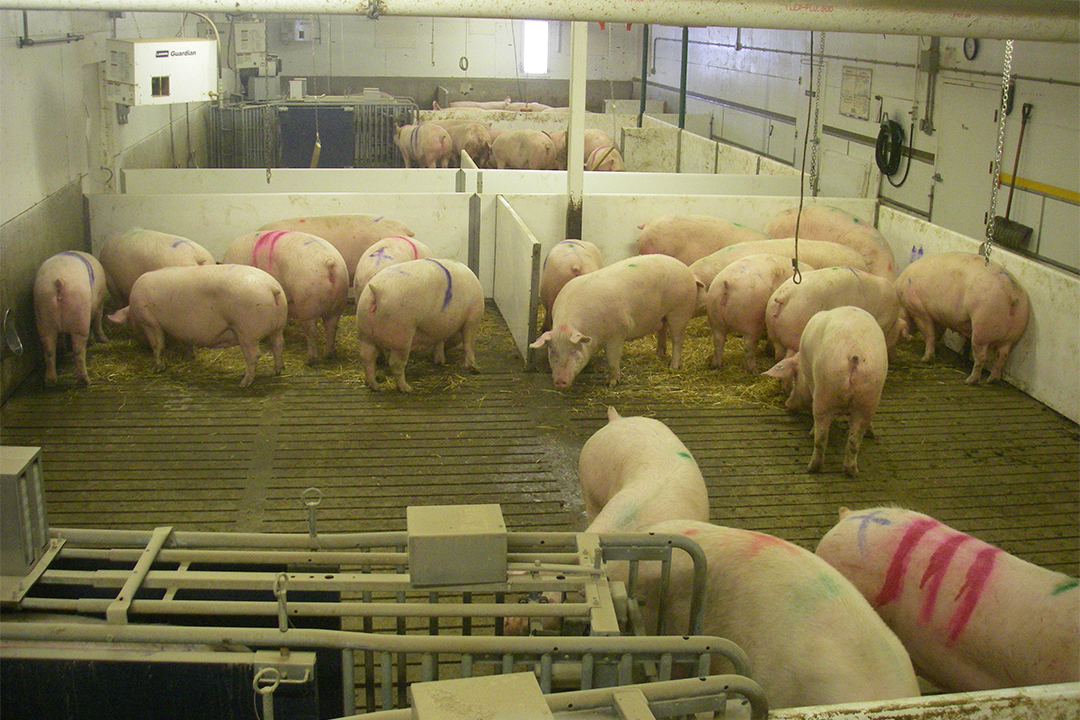 Researchers are working with pigs at the Prairie Swine Centre to determine what modifications to their environment will keep them healthy. Photo by Victoria Kyeiwaa.