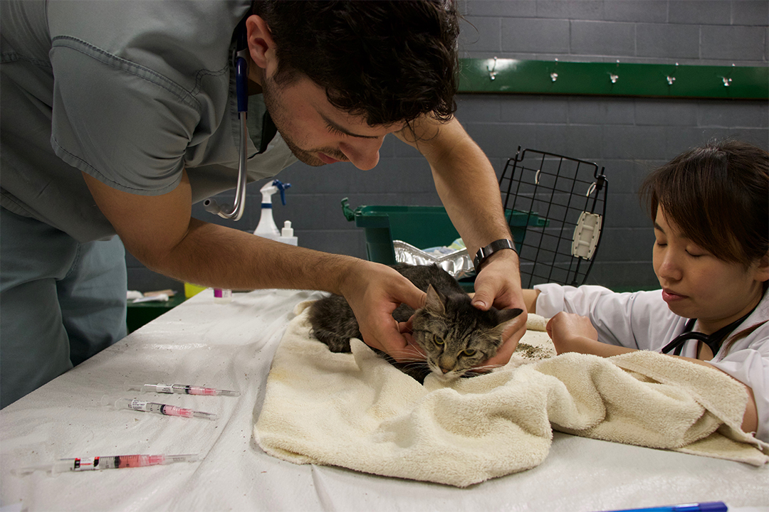 Volunteers conduct a wellness exam on a cat. Photo by Kyrsten Stringer.