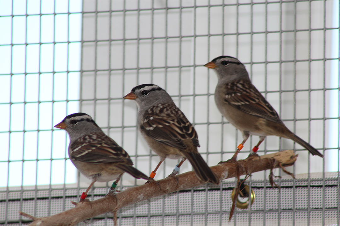 White-crowned sparrows at the Facility for Applied Avian Research. Photo by Gwen Roy.