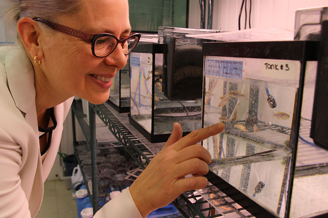 Toxicologist Lynn Weber examines the zebrafish used to study the effects of contaminates on aquatic life. Photo by Jeanette Neufeld.