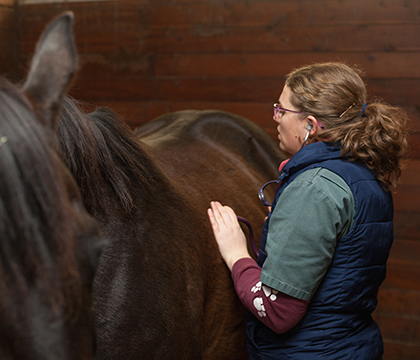 If colic is suspected, your veterinarian will perform a physical exam on your horse and assess its vital signs — including listening for gut sounds. Photo: Christina Weese.