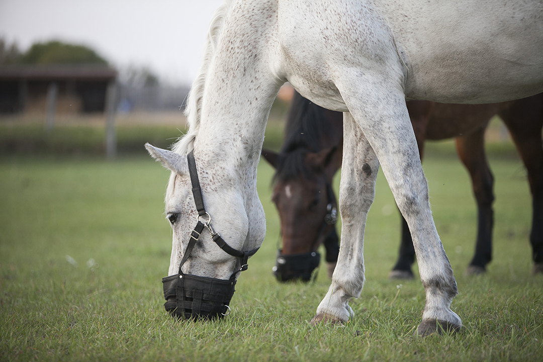 Elodon Torin, a Connemara gelding, and Bella, a Welsh-quarter horse cross mare, wear grazing muzzles to control their feed intake. Photo: Christina Weese. 
