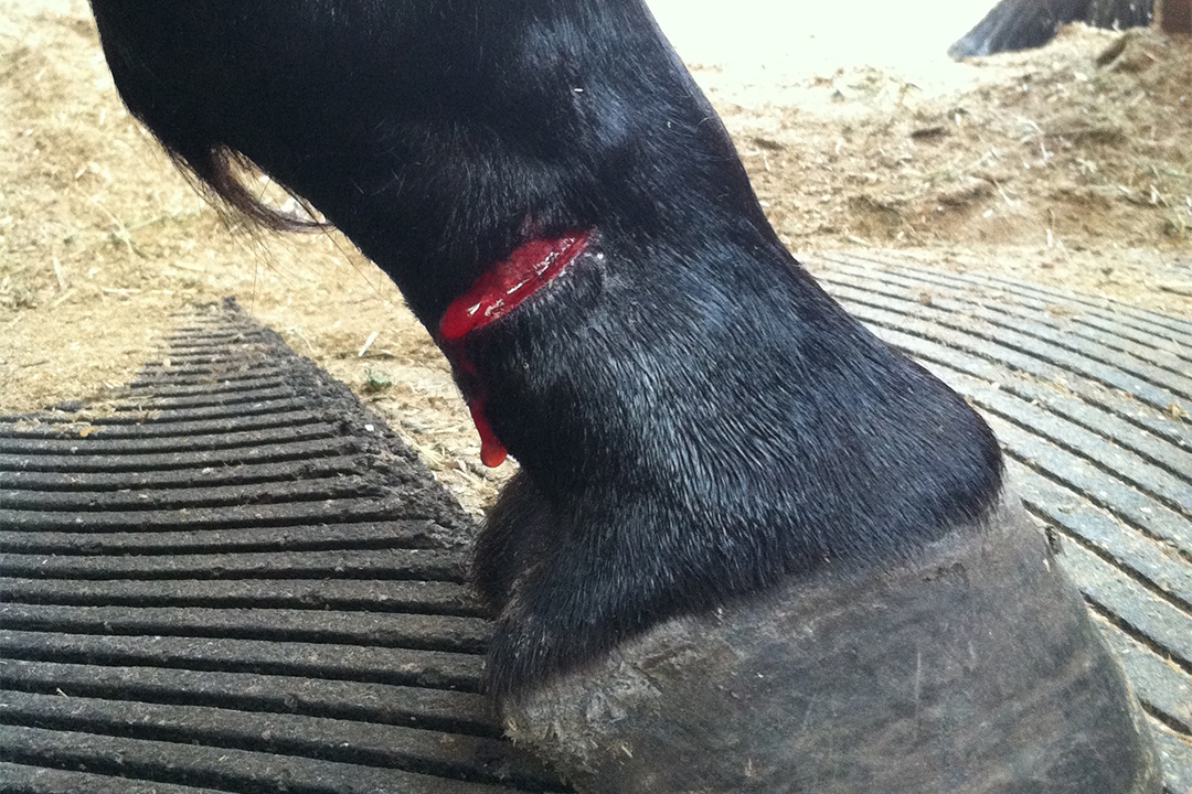 This small laceration was a concern because of its close proximity to the pastern joint and tendon sheath. Photos: Dr. Suzanne Mund.