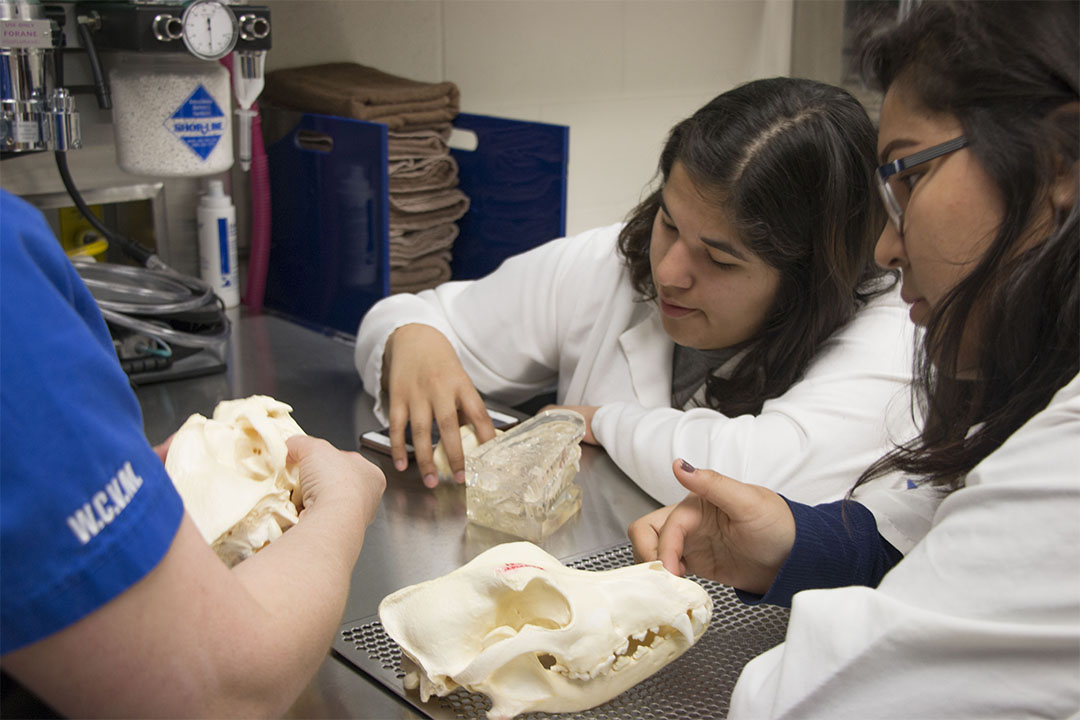 Taylon Chaboyer (left) and Trinity Johnson learn about animal dentistry at the WCVM. Photo by Kyrsten Stringer.