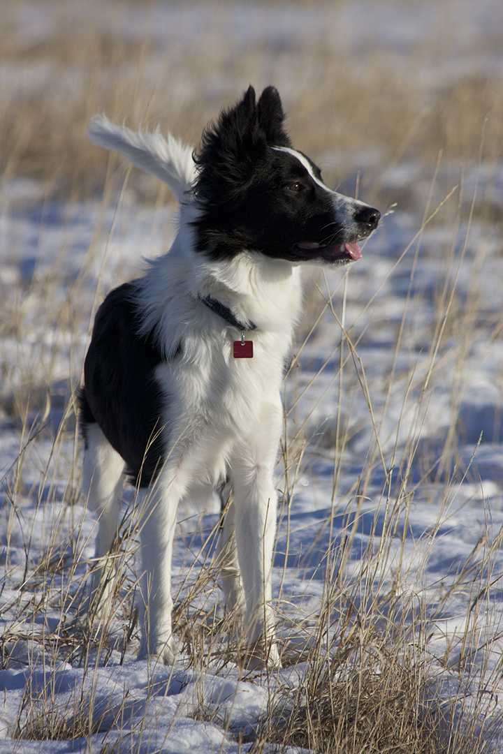 Since 2009, veterinarians have documented cases of alveolar echinococcosis in dogs living in several Canadian provinces. Photo: Myrna MacDonald.