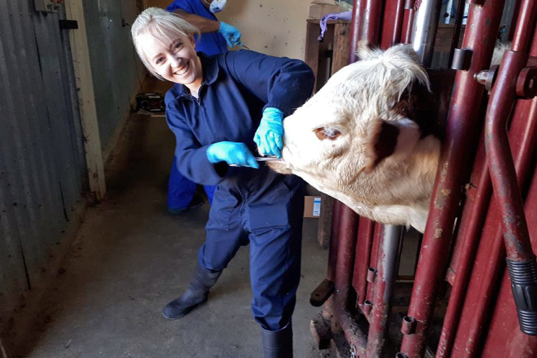 Veterinary student Ali Staley collects a saliva sample from one of the parasite study’s beef cows. Photo: Courtney Orsen.