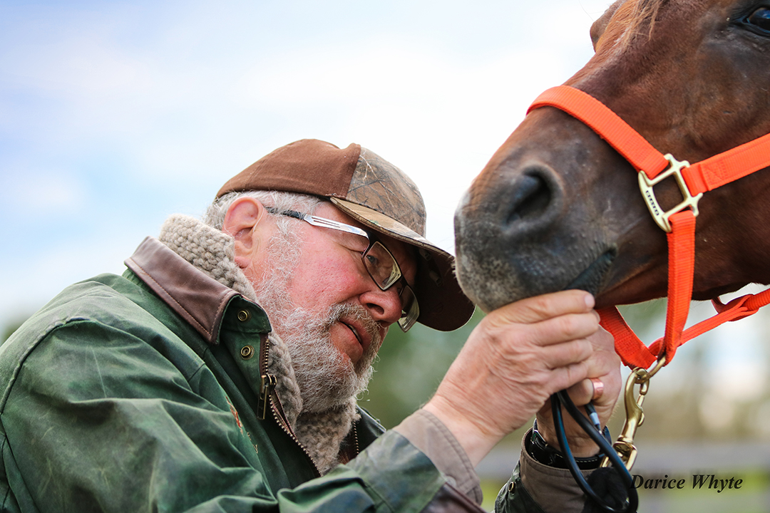 Dr. Don Hamilton examines a horse during an endurance ride at Jumping Deer Creek, Sask. Photo by Darice Whyte.