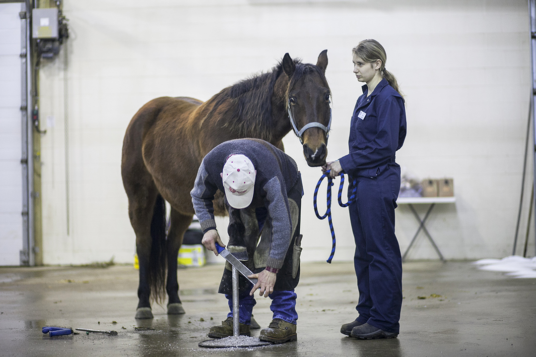 During the WCVM workshop, Dr. Robert Bowker will provide recommendations for trimming the equine hoof to prevent future problems and advice on how to turn a bad foot into a good foot. Photo by Christina Weese. 