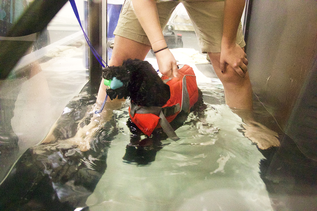 Pint uses the underwater treadmill at the Western College of Veterinary Medicine. Photos by Jeanette Neufeld.