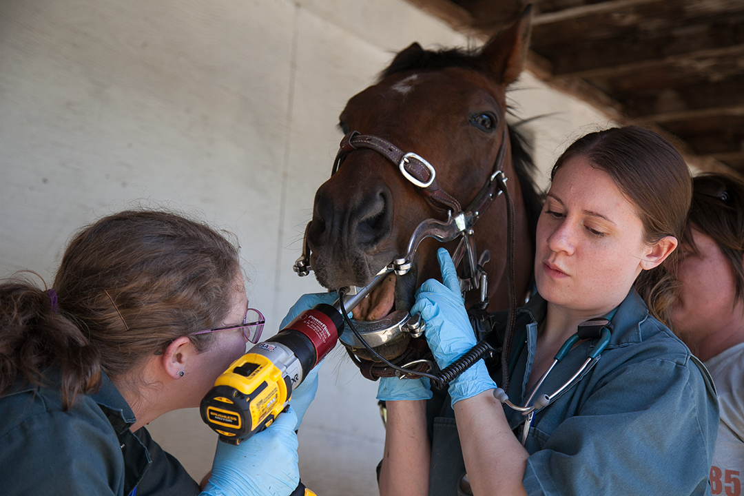 WCVM veterinarian Dr. Michelle Husulak uses a PowerFloat to float a horse's teeth during a field service call. Photo: Christina Weese. 